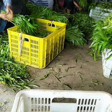 叶菜类