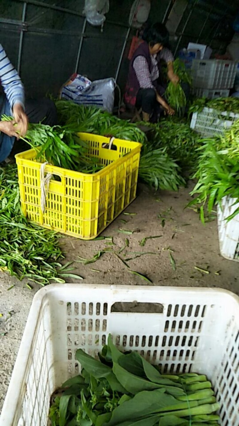 叶菜类