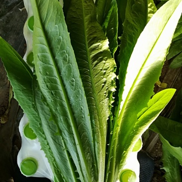精品油麦菜