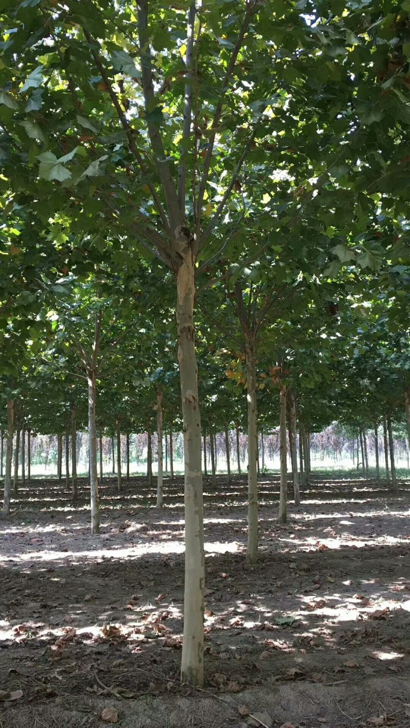 苗木精选法桐15公分法桐18公分法桐20公分法桐