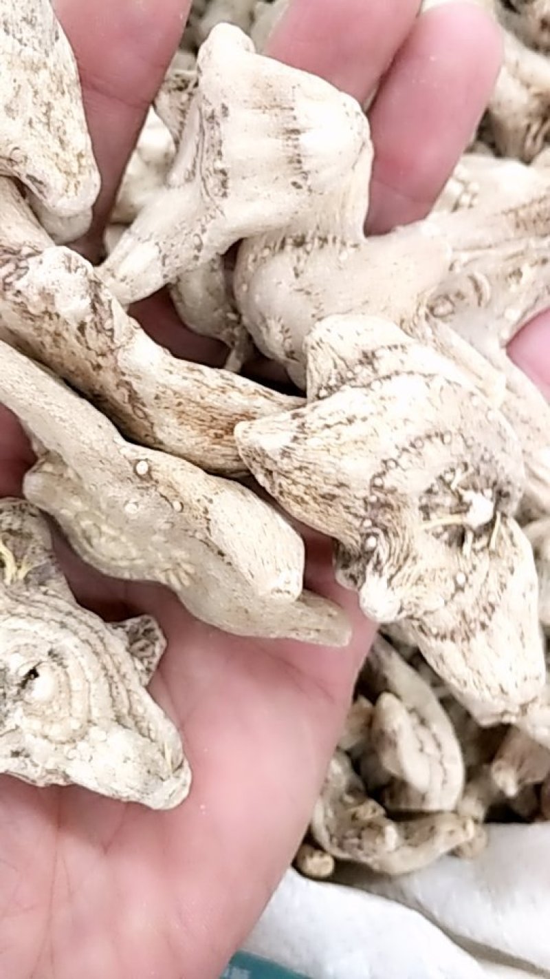 白及贵州批发各种规格中药材