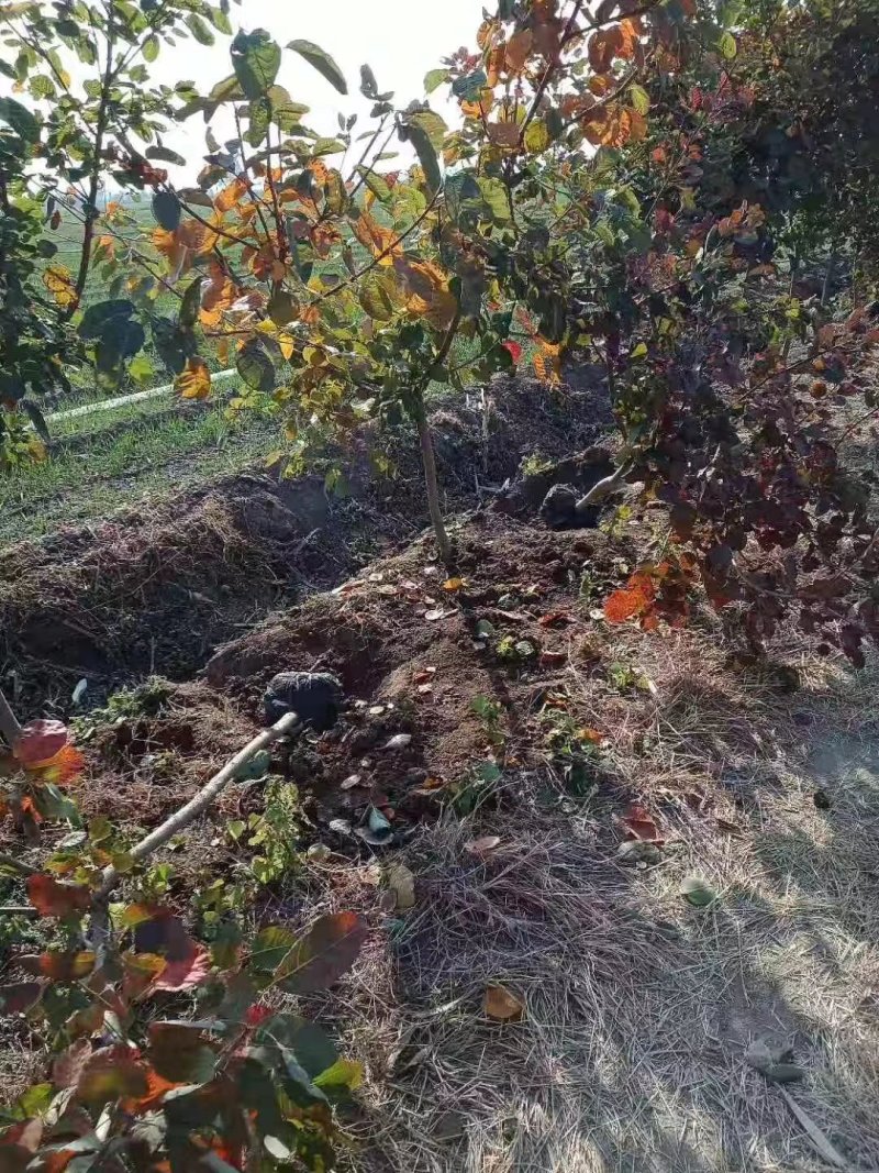 3公分黄栌，各规格
