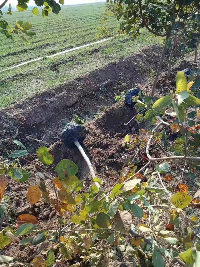 3公分黄栌，各规格