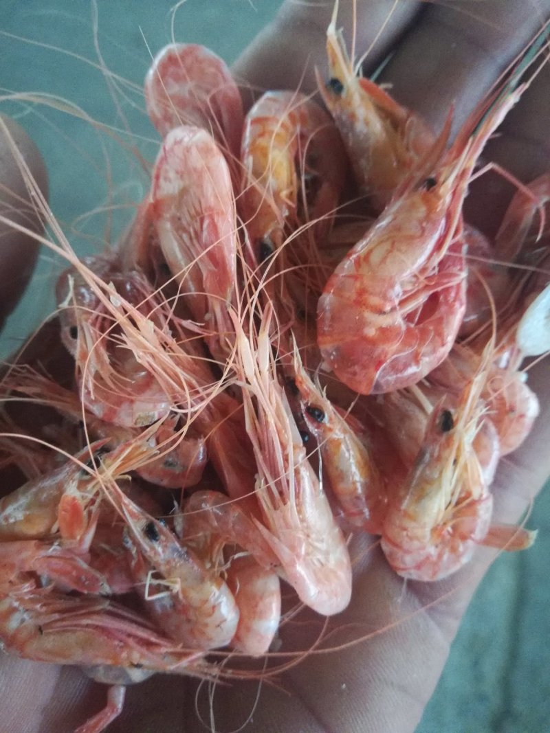 红虾