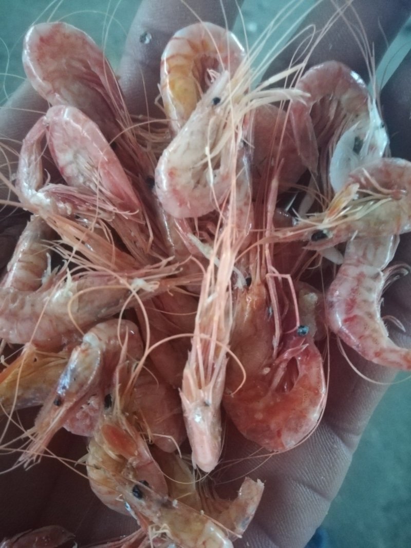 红虾