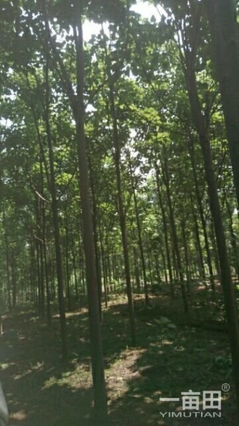 楸树