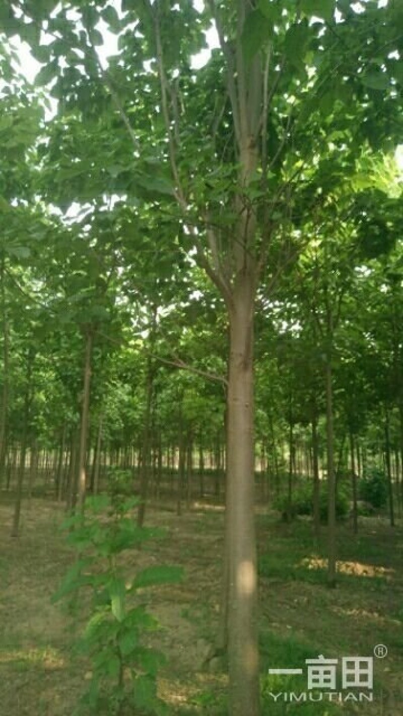 楸树