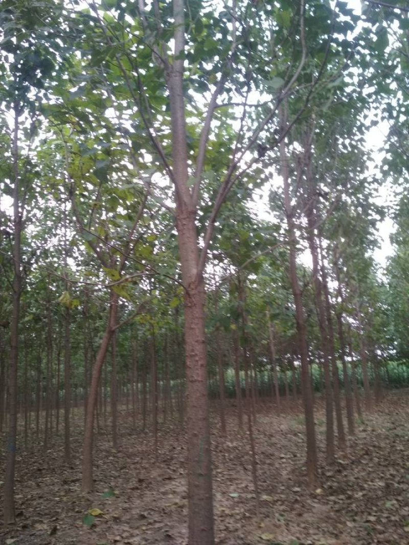 楸树