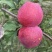 苹果树苗70~80cm