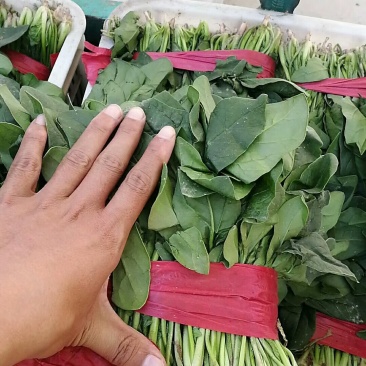 精品菠菜！可持续提供！
