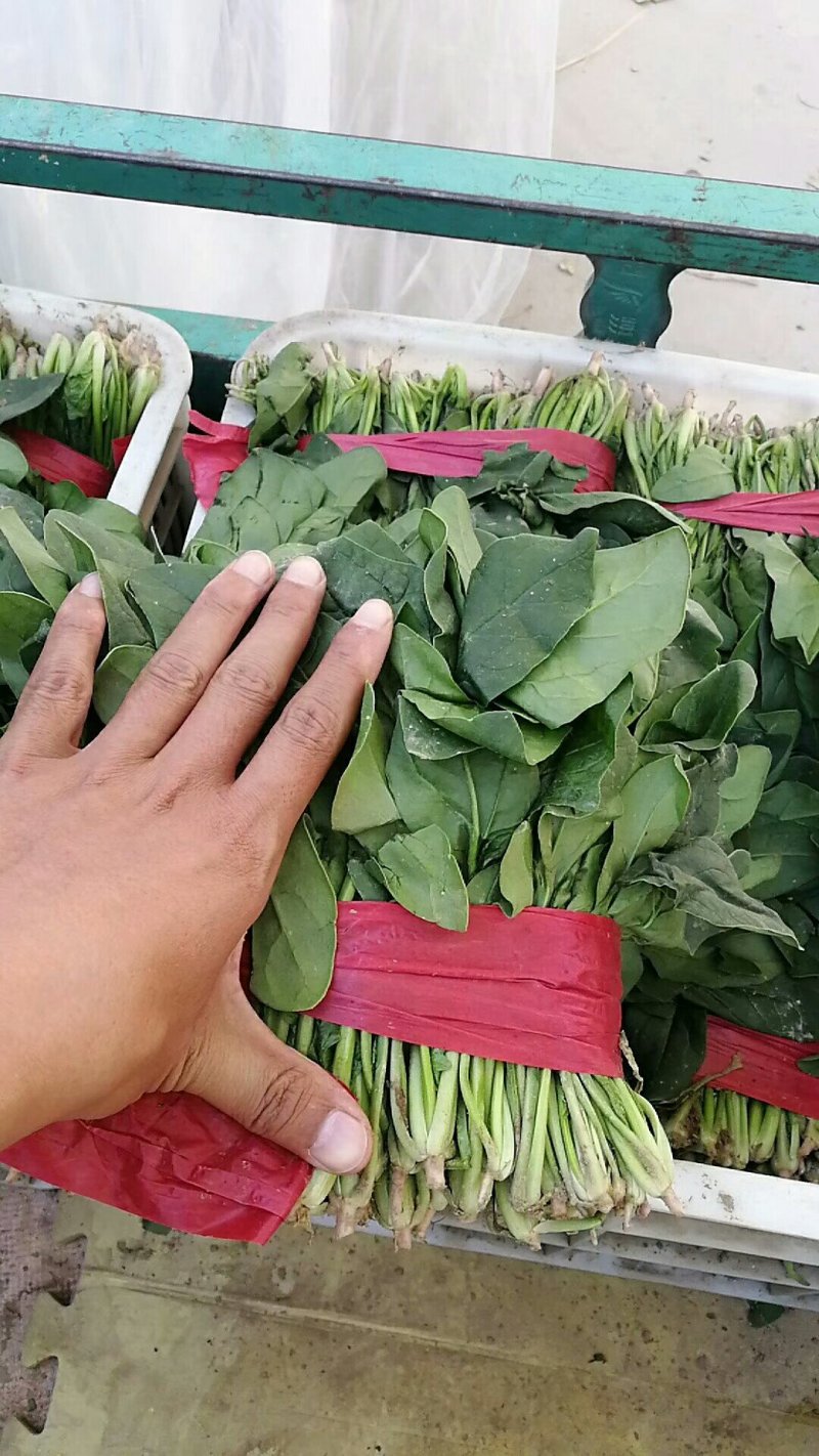 精品菠菜！可持续提供！