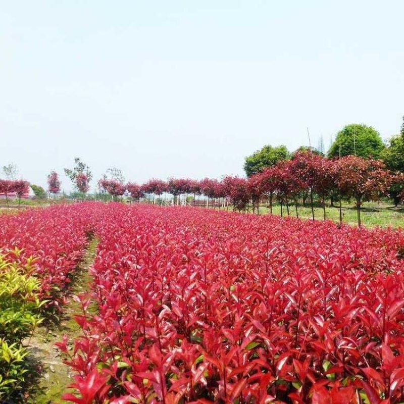 红叶石楠