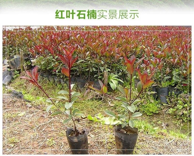 红叶石楠