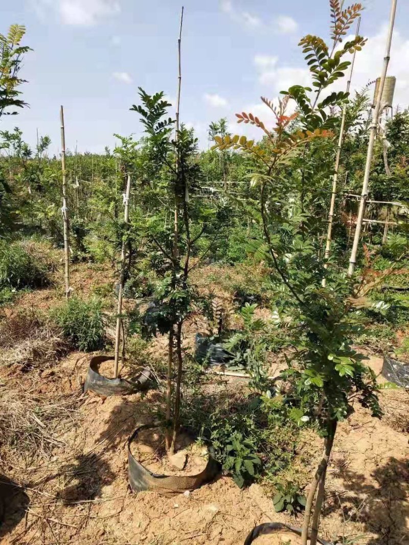 清香木苗