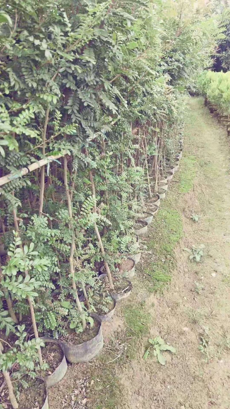 清香木苗