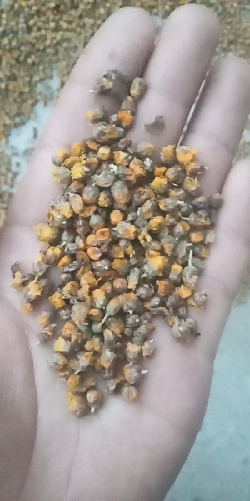 湖北野菊花，干净无杂质，