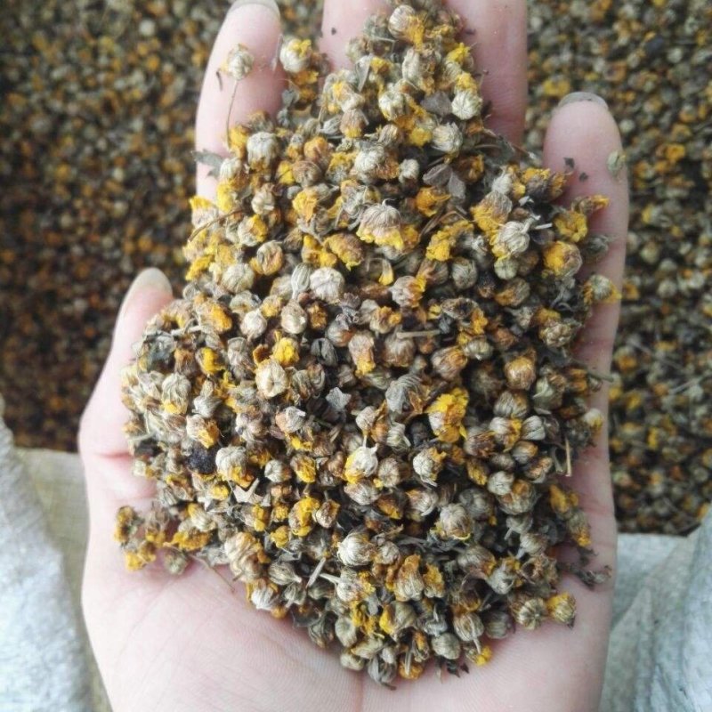 湖北野菊花，干净无杂质，