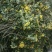 湖北野菊花，干净无杂质，
