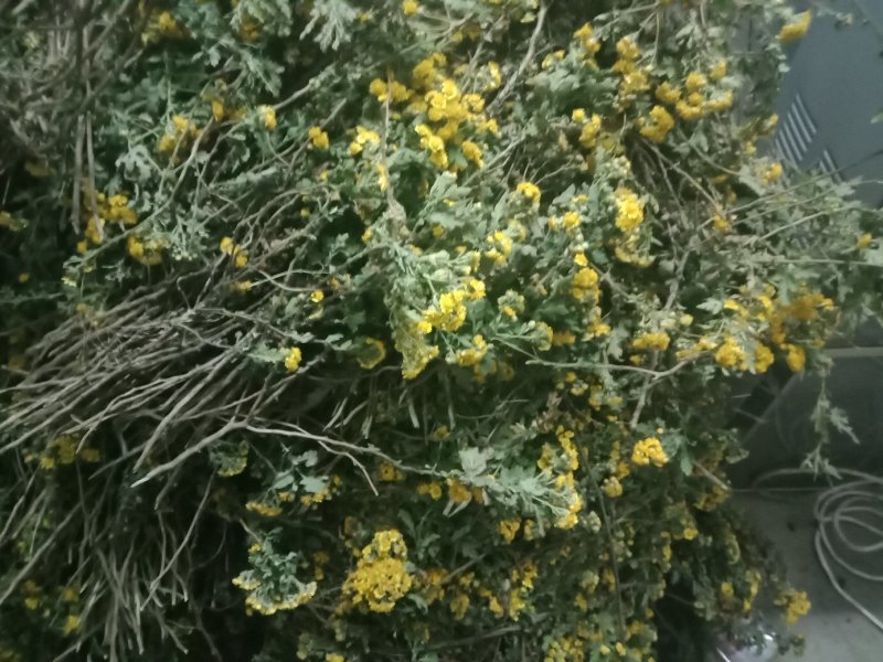 湖北野菊花，干净无杂质，