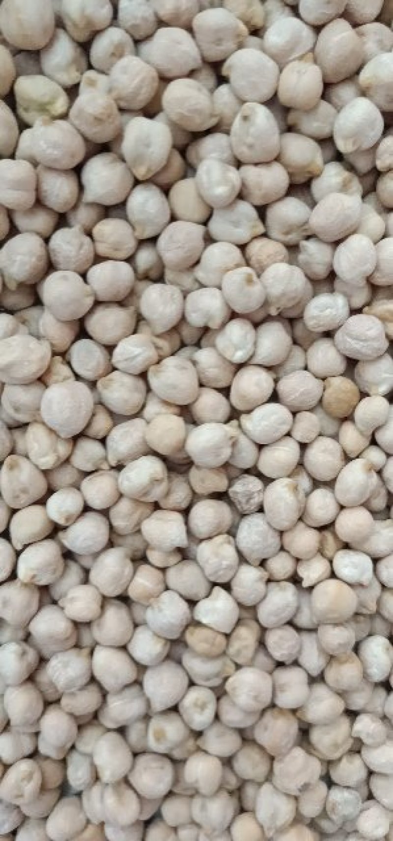 [热卖]新疆疏附县优质鹰嘴豆大量供应诚信经营
