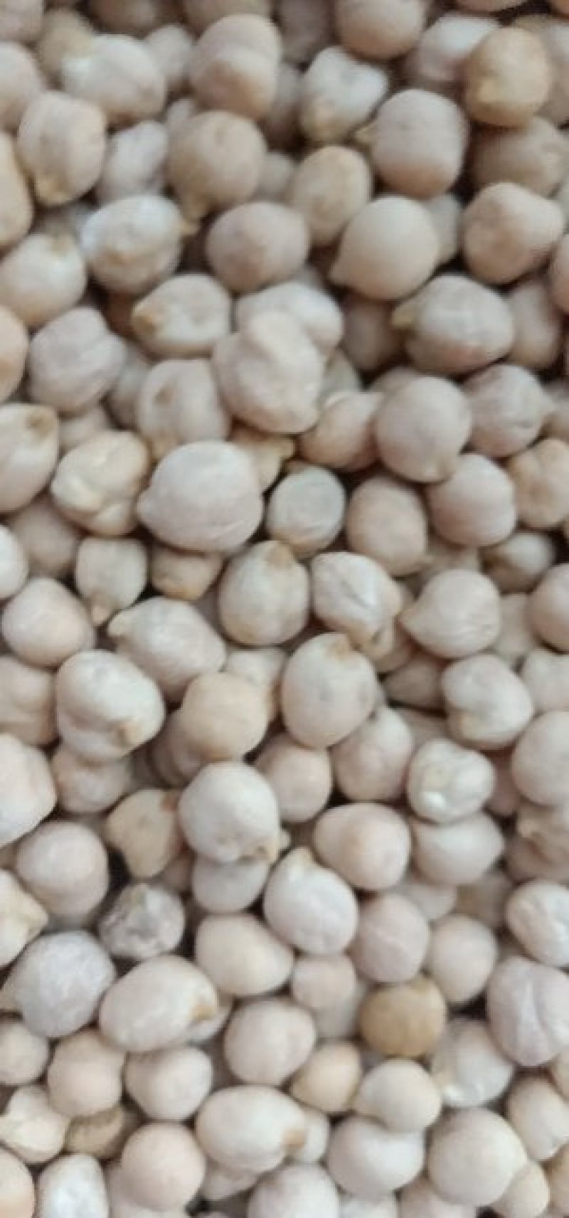 [热卖]新疆疏附县优质鹰嘴豆大量供应诚信经营