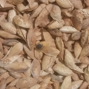 产地提供双胞胎巴旦木，Np,龙骨巴旦木