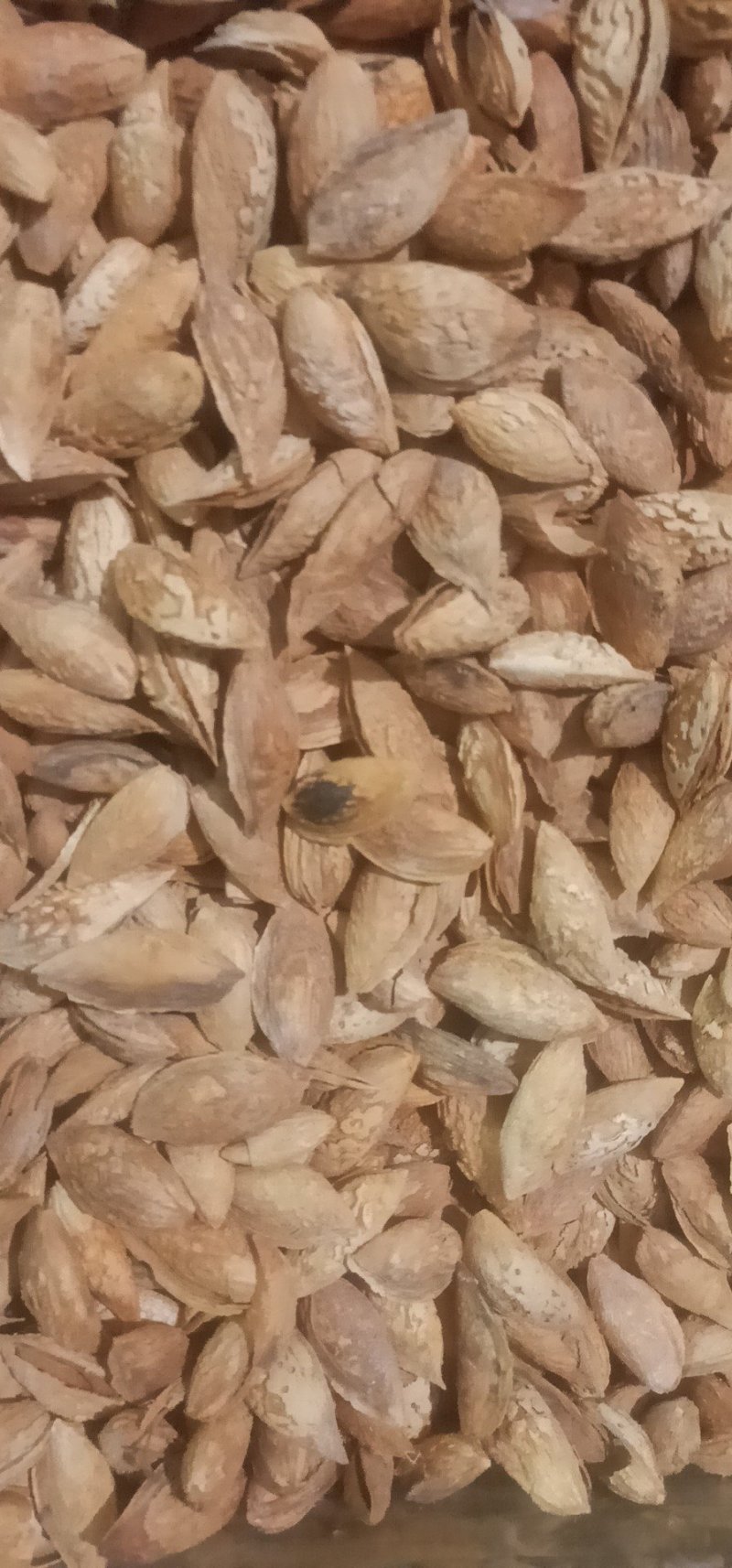 产地提供双胞胎巴旦木，Np,龙骨巴旦木