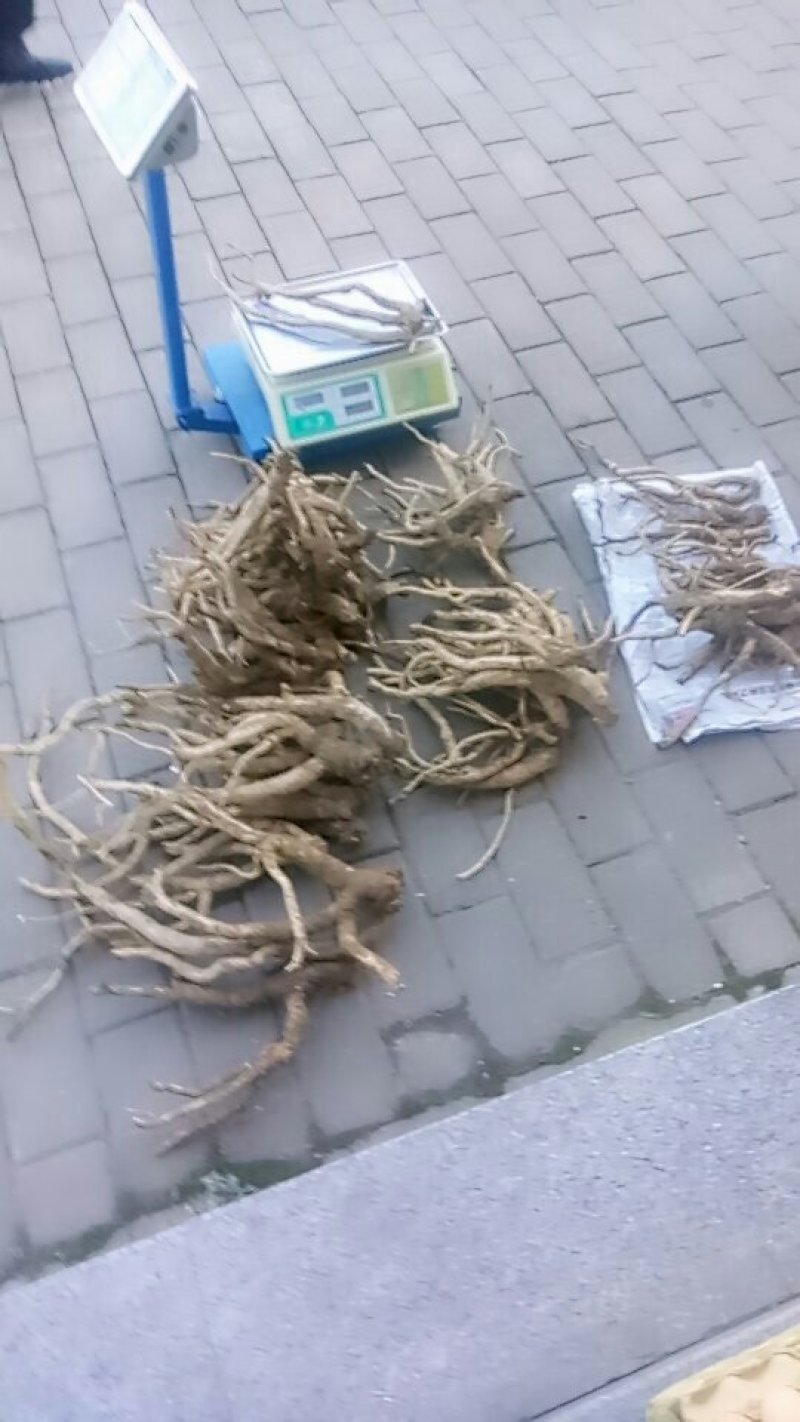 鲜党参，五六十年的野生货