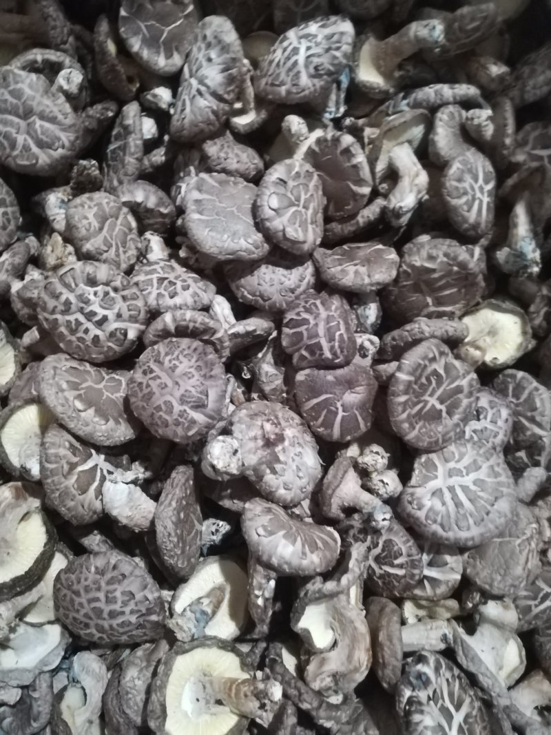香菇