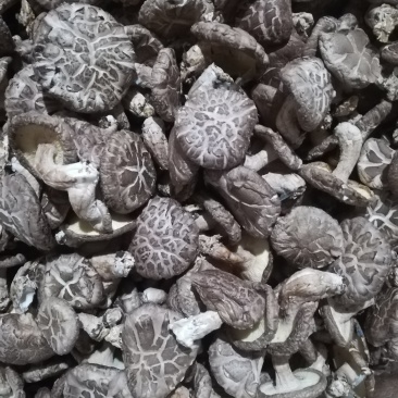 香菇