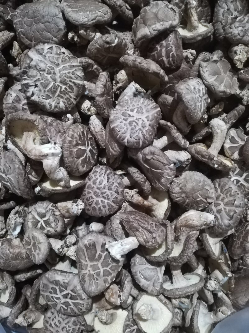 香菇