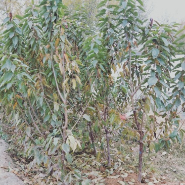 美早大樱桃