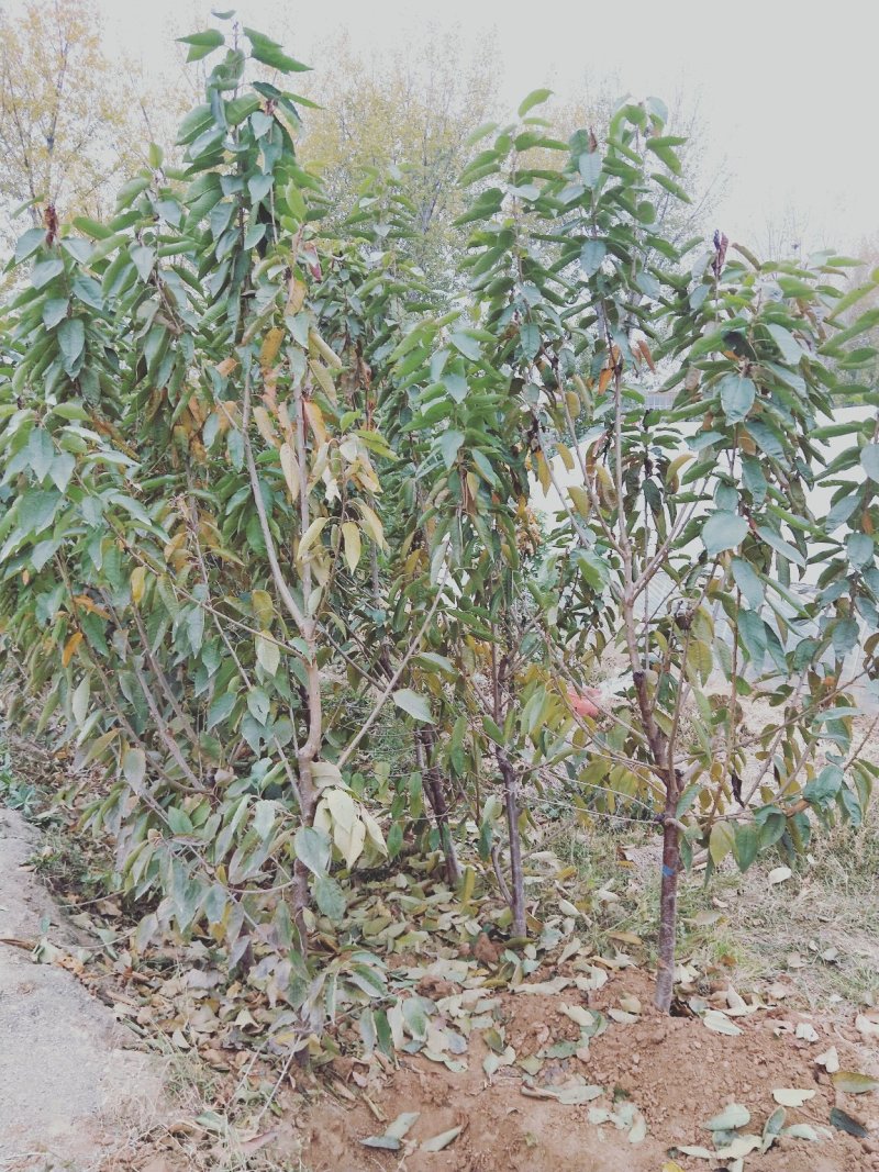 美早大樱桃