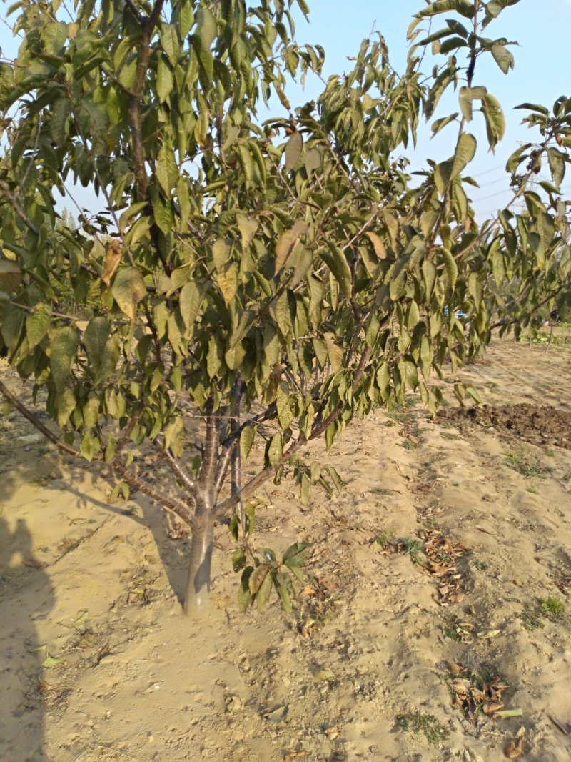 樱桃树
