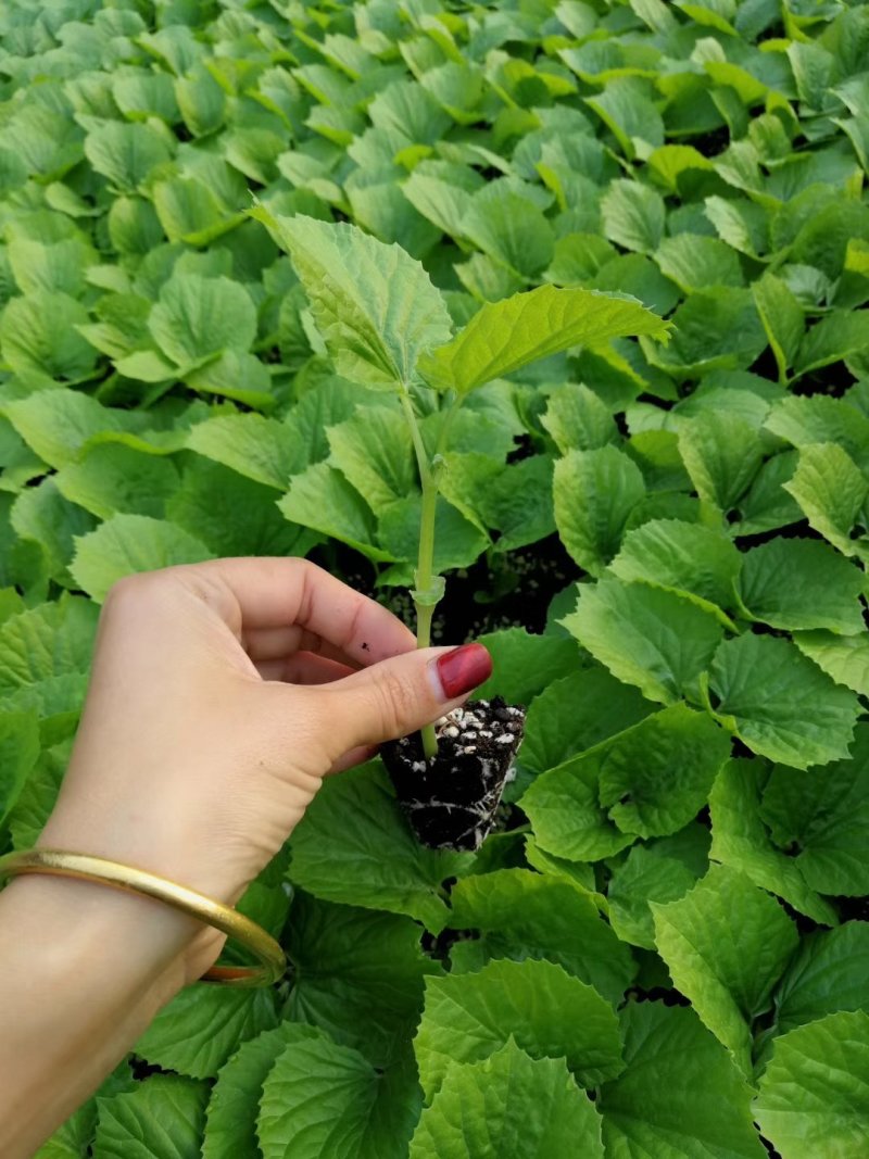 苦瓜苗，大刺瘤，平顶，油亮型，现货供应