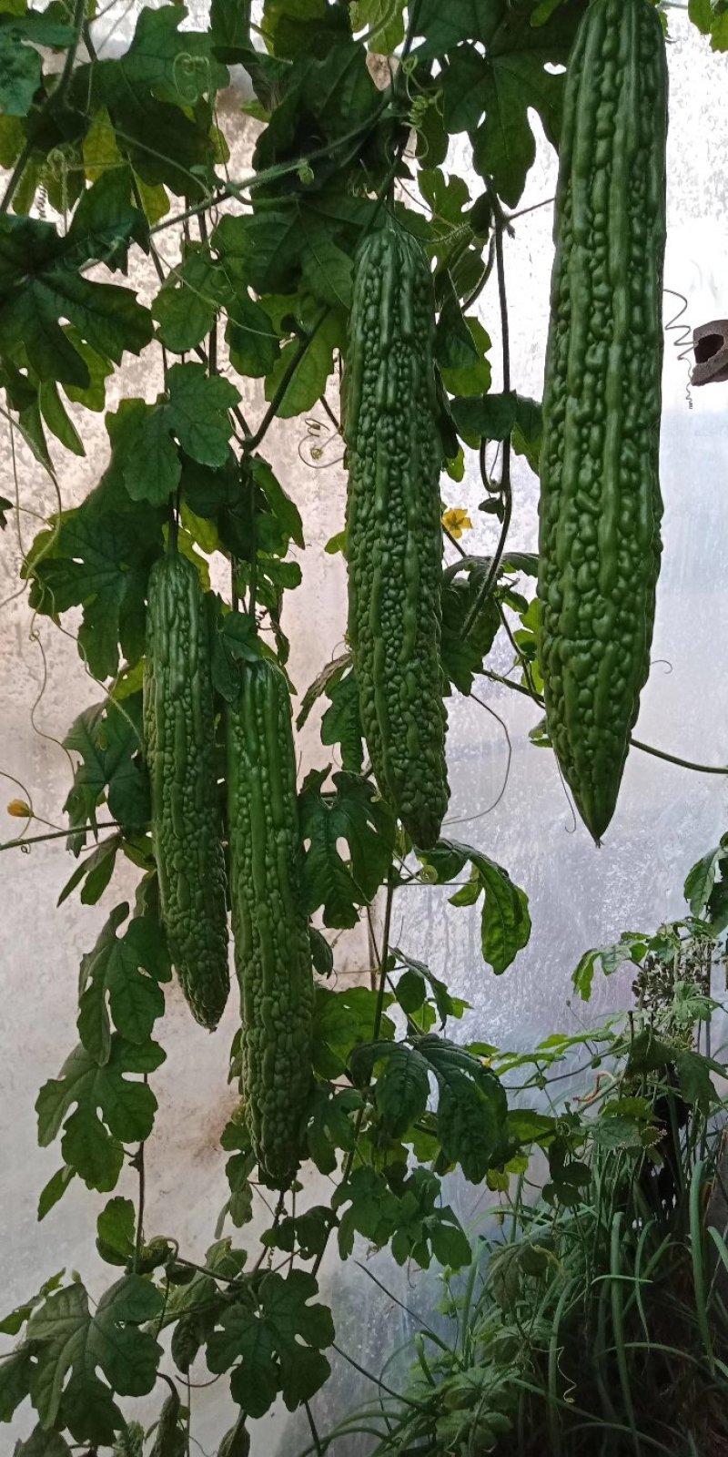 苦瓜苗，大刺瘤，平顶，油亮型，现货供应