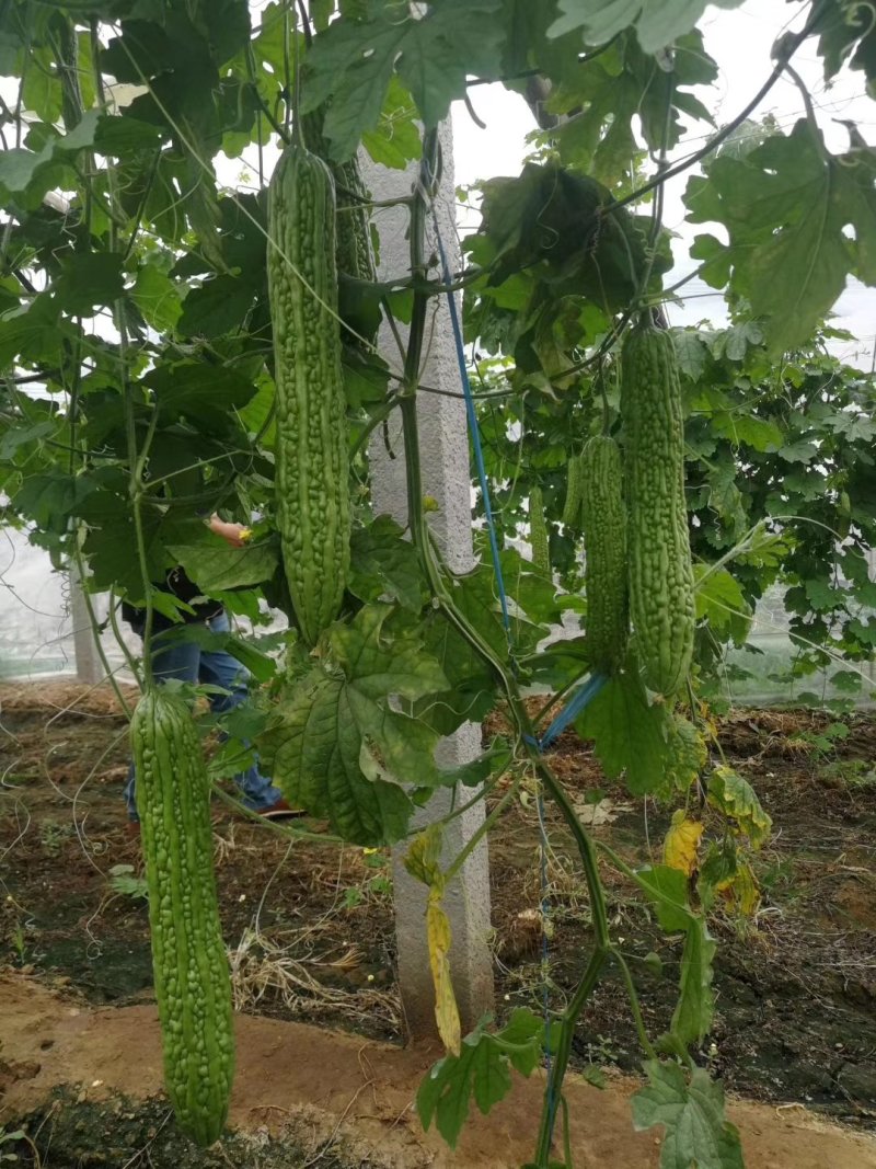 苦瓜苗，大刺瘤，平顶，油亮型，现货供应