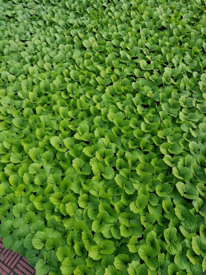 苦瓜苗，大刺瘤，平顶，油亮型，现货供应