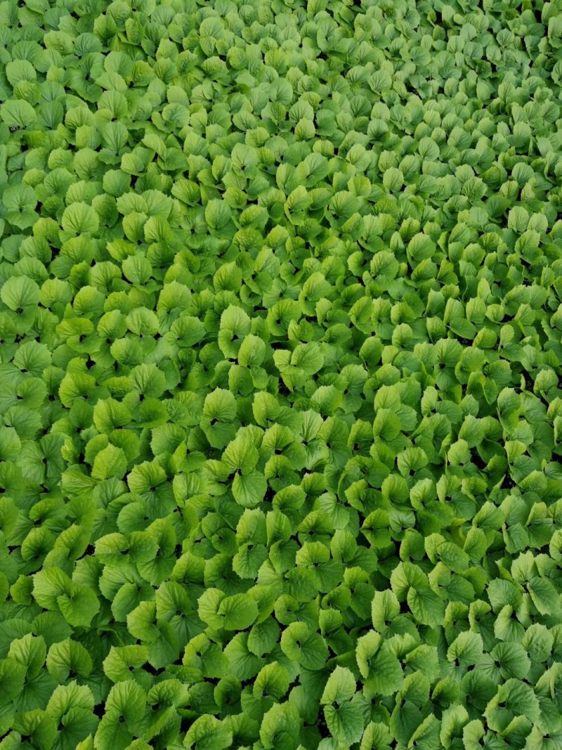 苦瓜苗，大刺瘤，平顶，油亮型，现货供应