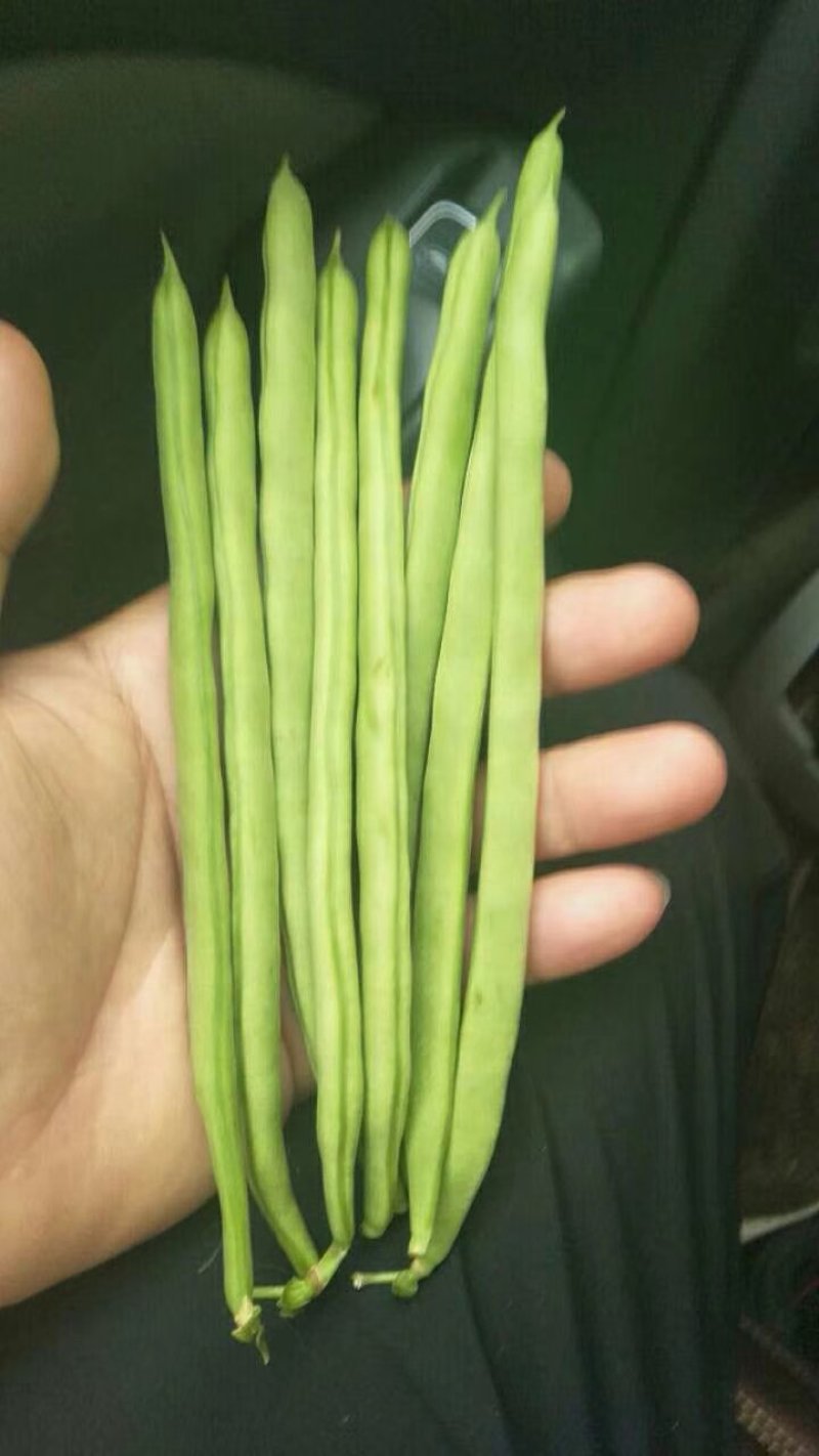 四季豆25厘米以上品质有精品，中货，次货，价格实惠！