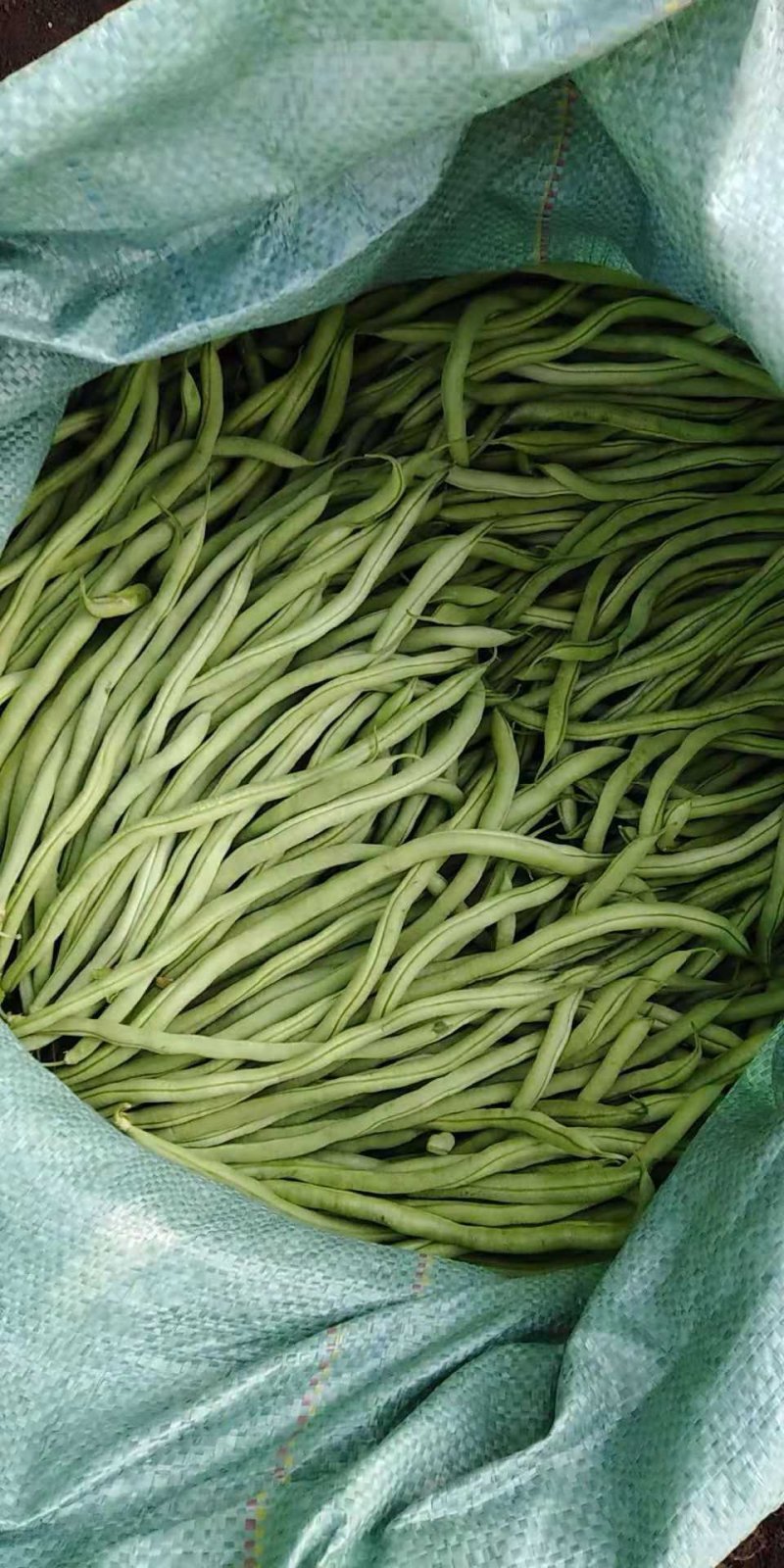 四季豆25厘米以上品质有精品，中货，次货，价格实惠！