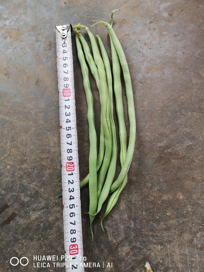 四季豆25厘米以上