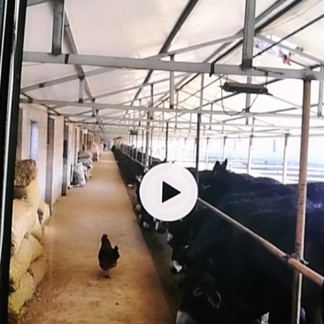 出售内蒙肉驴