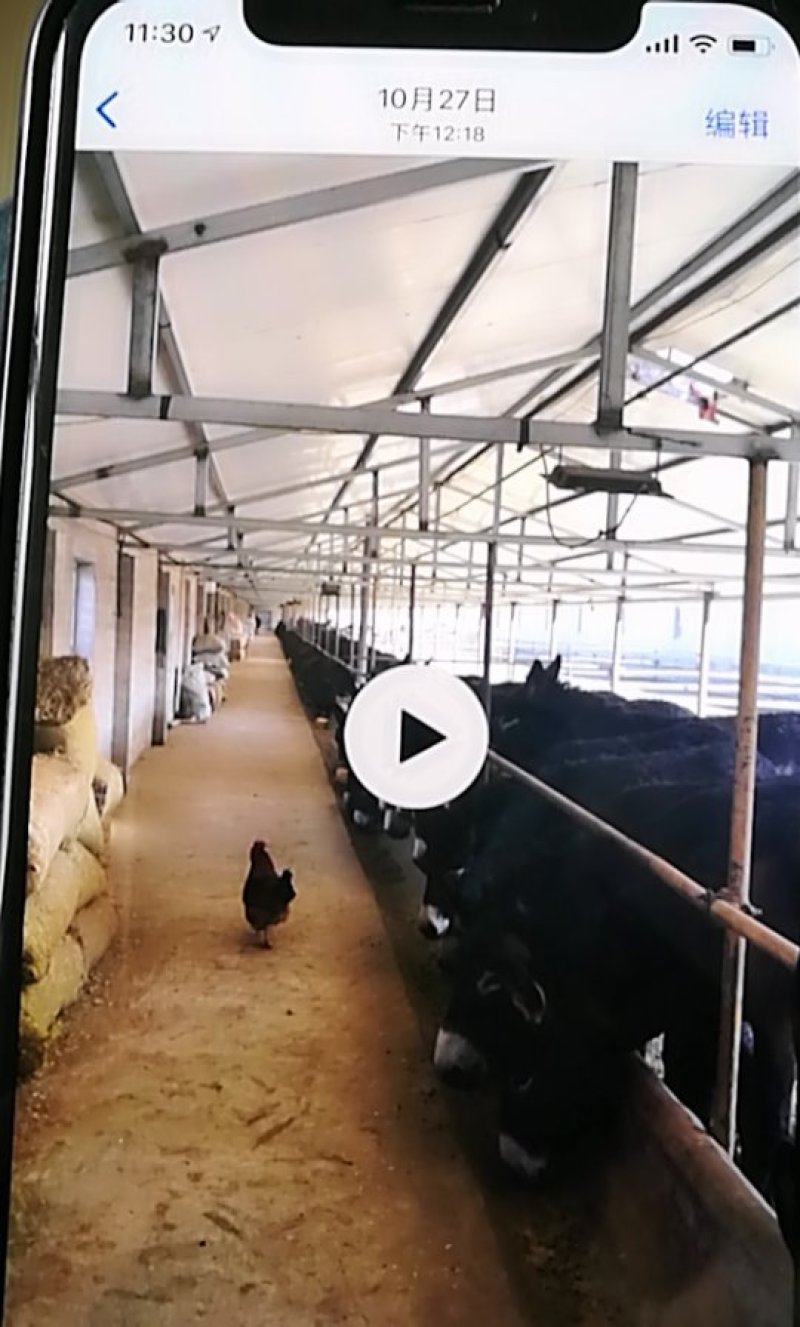 出售内蒙肉驴