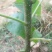 梓树苗1.米以上大量供应