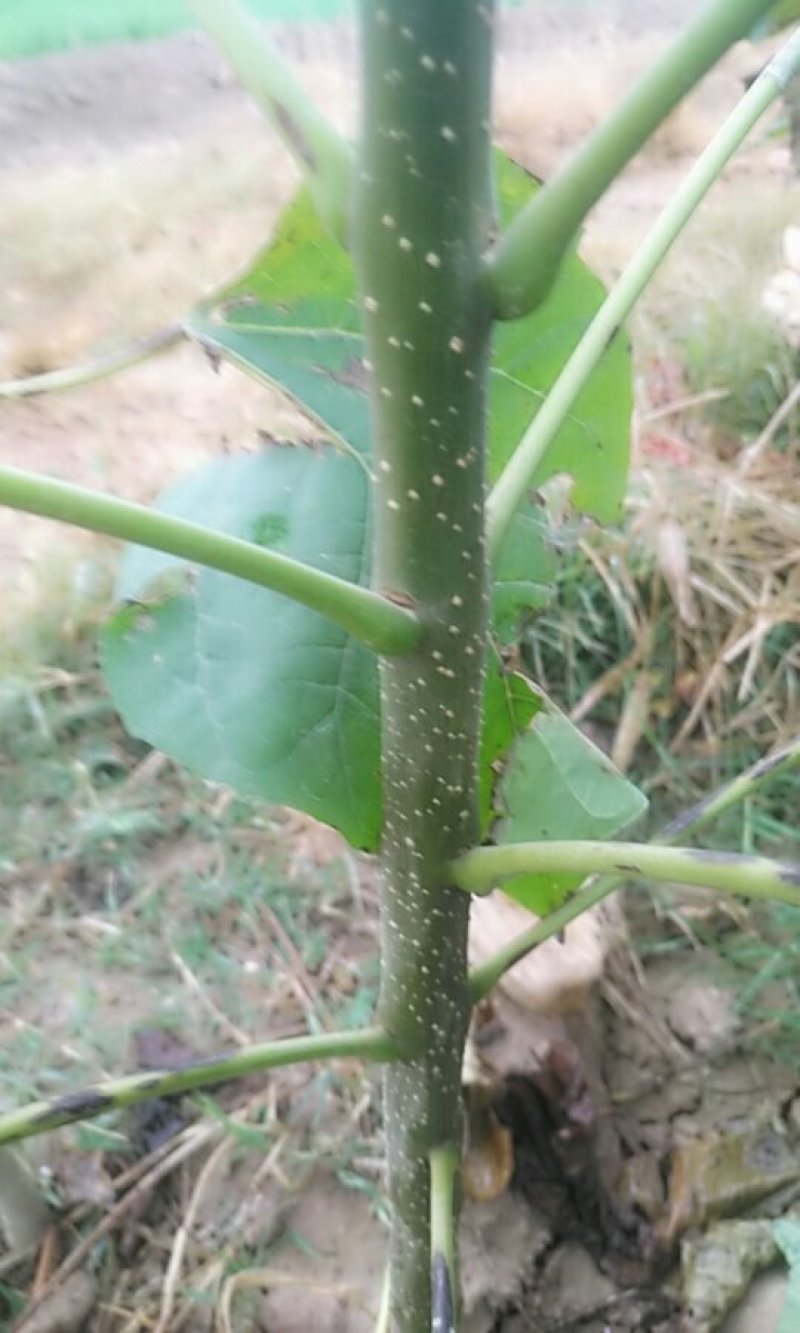 梓树苗1.米以上大量供应