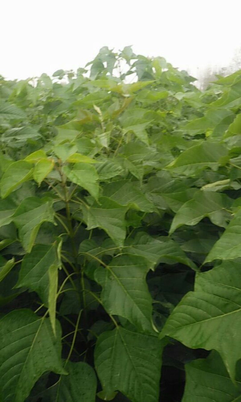 梓树苗1.米以上大量供应