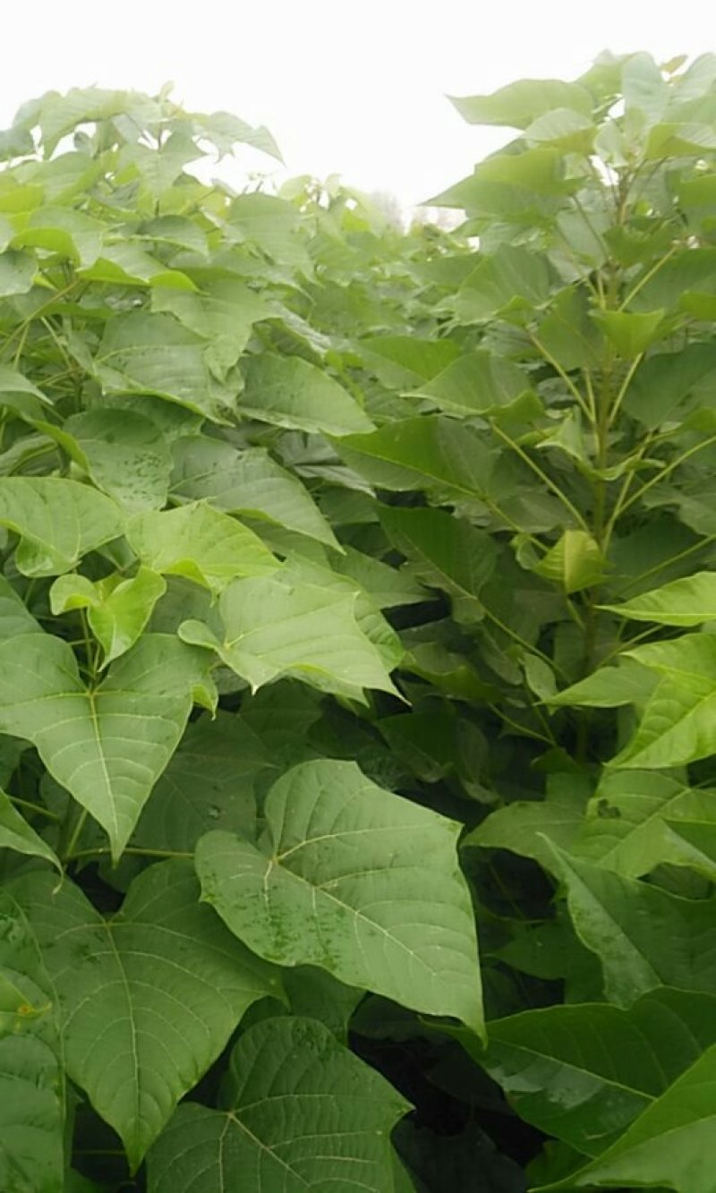 梓树苗1.米以上大量供应