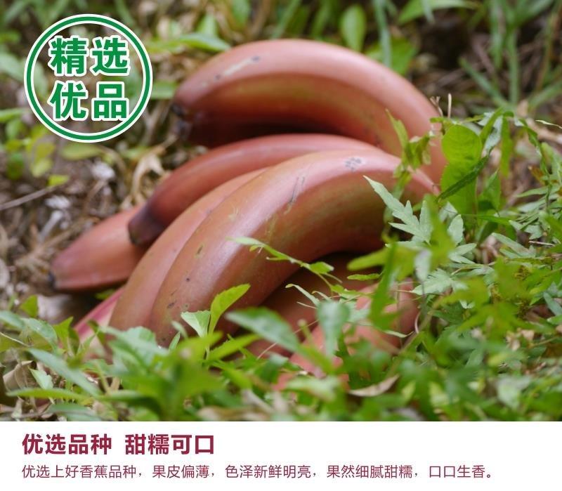 福建漳州红皮香蕉美人蕉新鲜孕妇水果现割批发一件代发