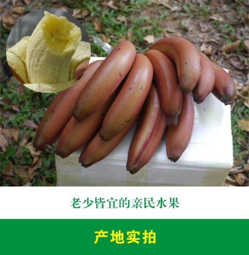 福建漳州红皮香蕉美人蕉新鲜孕妇水果现割批发一件代发